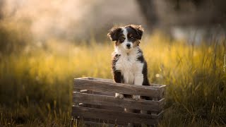 The Unspoken Language of Australian Shepherds A Look at Their Expressions