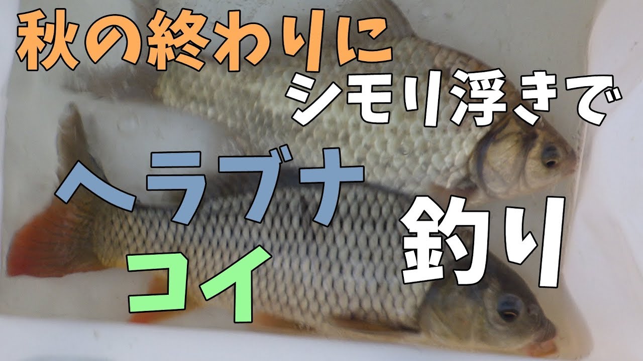 秋の終わりにシモリウキで ヘラブナ コイ釣り 秋のフナ釣り コイ釣り Youtube