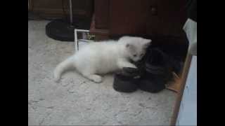 Cute Turkish Angora Kitten