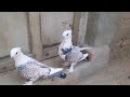 Santinat pair birds best quality pigeon kabootar  irfan85f