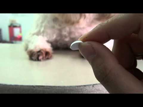 วีดีโอ: คำแนะนำสำหรับเจ้าของสุนัขที่สัตว์เลี้ยงใช้ NSAIDs