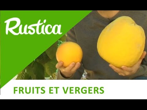 Vidéo: Pomelo: Avantage Ou Préjudice