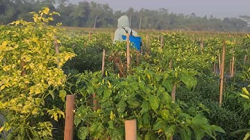 The Process of Spraying Pesticides on Chili Plants — Agriculture Farming
