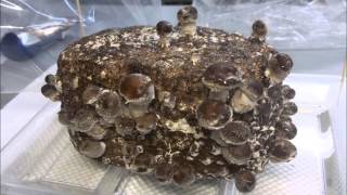 Growing Organic Shiitake Mushrooms Indoors