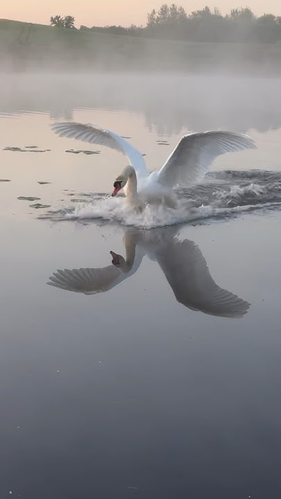 Прилетел к другу на рассвете. #лебедь #милоевидео #nature #лебеди # ...