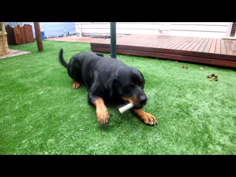 dog-treats:-blackdog-liver-filled-marrow-bone-attempted-by-shine-the-rottweiler