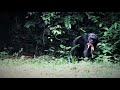 Gabonese chimpanzees eat monkeys.