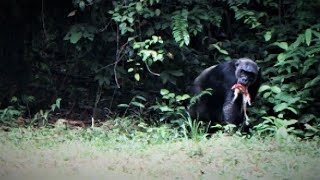 Gabonese Chimpanzees Eat Monkeys.