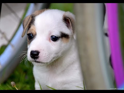 Video: Jak Vychovat štěně Jack Russell Teriéra