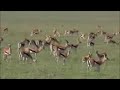 النمور الشرسه النمور الشرسه
