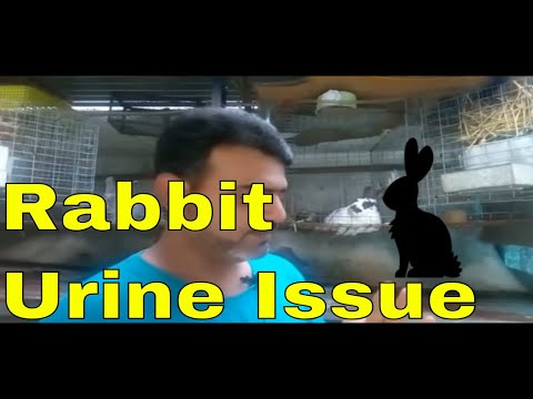 वीडियो: खरगोशों में दर्दनाक और बार-बार पेशाब आना