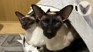 With 6 cats we never get bored  oriental cats | playful cats | cat family