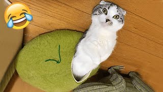 Cute Animals 79 Funny moments of 2022