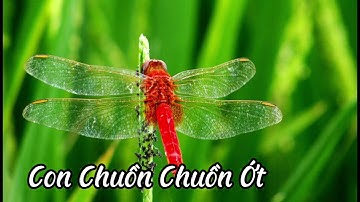 Bài Thơ Con Chuồn Chuồn Ớt (Xuân Nùng) - thơ Mầm Non - Đọc thơ cho bé nghe