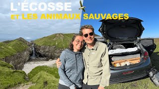 #2. On n'a jamais vu autant d'animaux sauvages en Écosse (road trip en voiture).