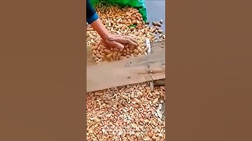 The process of shelling peanuts with a manual machine