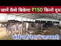 KnowledgeFull Video - कैसे शुरू करें नया डेरी फॉर्म - A lot of Information to Start Dairy Farm