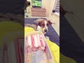 DaisyJackRussell #отдых #песпатрон #собака #популярное #джекрасселтерьер #юмор #україна #животные