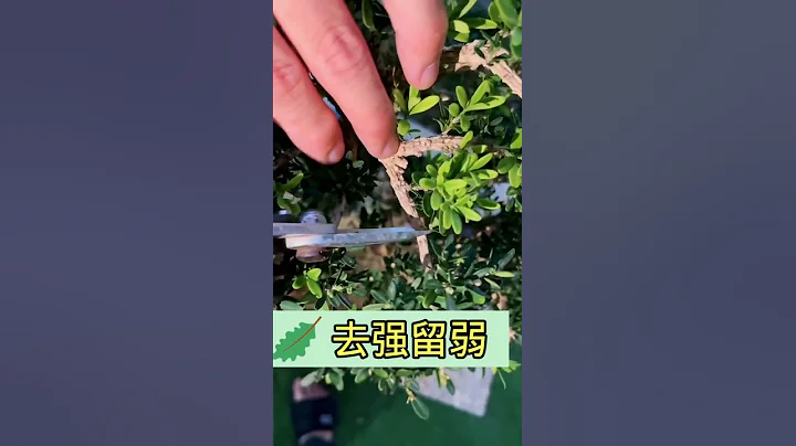 第七十三期 新手修剪盆景技巧 #盆景 #盆景知识 #盆景修剪技巧 - 天天要闻