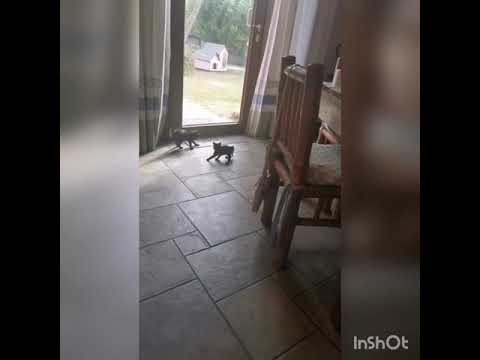 Tango roxanne gatti