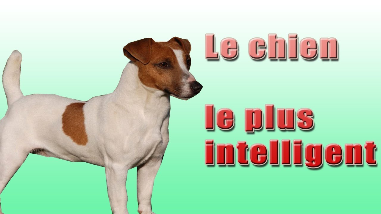 Le Chien Le Plus Intelligent The Most Intelligent Dogs Look