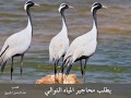 شيلة الكرك كلمات عبدالرحمن الجربوع اداء فهد الصقعبي لاح الكرك