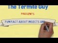 The Termite Guy presents #FUNFACTFRIDAY - Amazon Ants