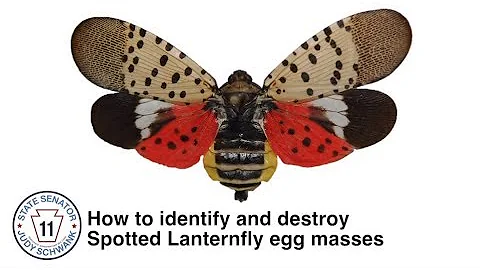 How to Identify and Destroy Spotted Lanternfly Egg Masses