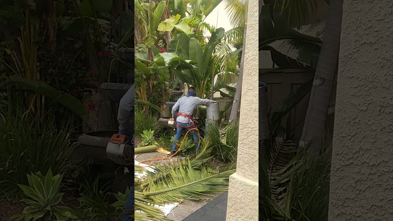 cutting down a king palm with my boss