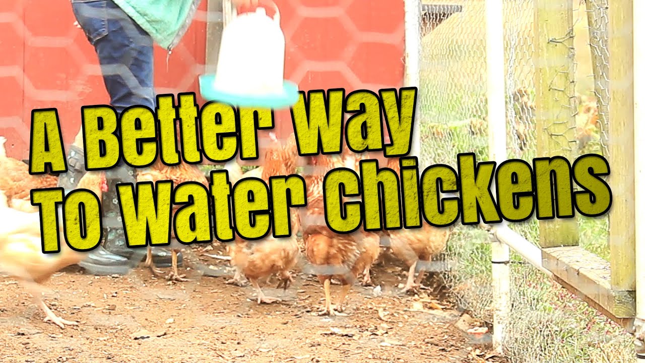 Building a Better Chicken Waterer from 5 Gallon Bucket - YouTube