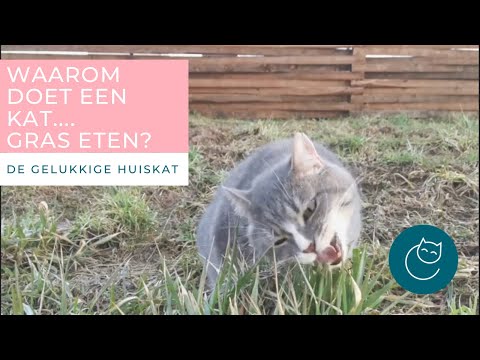 Video: Hoe Gras Te Planten Voor Katten