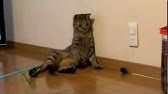 Nan Nan Back Undefined Skip Navigation Search Search Sign In Undefined Home Home Explore Explore Subscriptions Subscriptions Library Library History History Play All くるねこ 109 Videos 75 698 Views Last Updated On Sep 8 21 Show More ｙ
