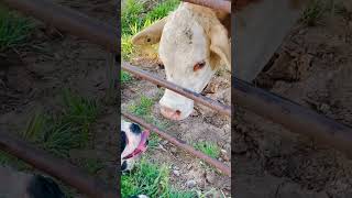 Dog and cow kissing #oklahoma dog #country #farmlife #cow #oklahoma #country #bulldog #dogs #cows