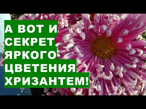 Видео: За цветята на хризантеми и грижите за тях