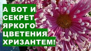 В чем главный секрет пышного цветения хризантем? Секретное  удобрение для ярких цветов хризантем