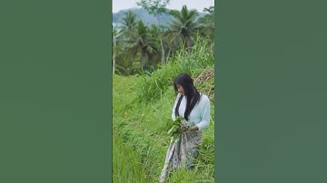 Yaaah jatoh ngga tuh 🤣🤣 #gadisdesa #sawah #shorts