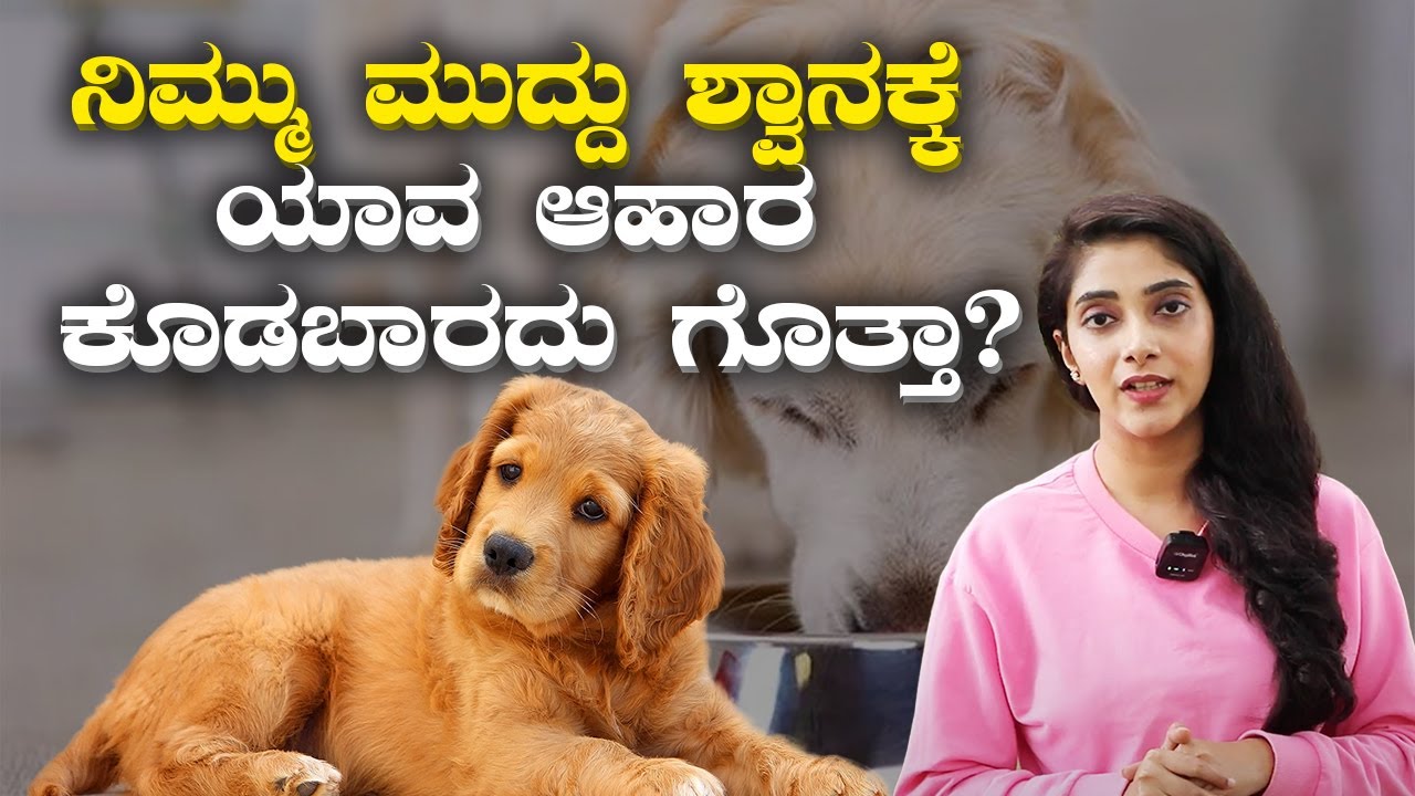 Which foods are safe for dogs? | ಮನೆಯಲ್ಲಿ ನಾಯಿ ಸಾಕಿದ್ದೀರಾ? ಹಾಗಾದ್ರೆ ಈ ಆಹಾರ ಕೊಡಬೇಡಿ | VijayKarnataka