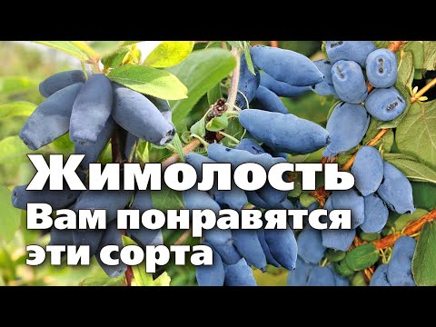 Проверенные и новые сорта жимолости. Посадите их обязательно