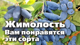 Проверенные и новые сорта жимолости. Посадите их обязательно