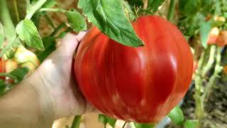 Самые урожайные сорта томатов в моем дворце!