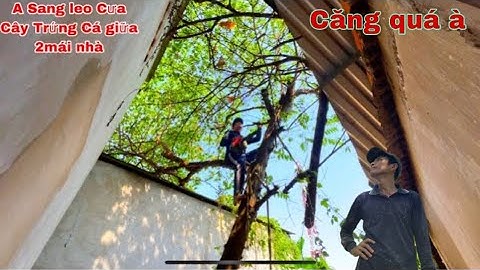 A Sang leo Cưa Cây Trứng Cá giữa 2mái nhà trong không gian hạn hẹp