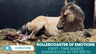 Rollercoaster Of Emotions: First-Time Mares Aggression After Birth