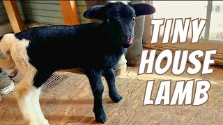 The Tiny Baby Lamb That Lived In My House