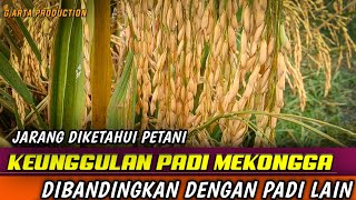 KEUNGGULAN PADI MEKONGGA DIBANDINGKAN VARIETAS PADI LAIN