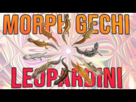 Video: Diversi tipi di gechi