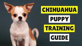 How to Train a Chihuahua Puppy in 6 Easy Steps