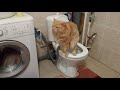 Курбобы стиралок не боятся!.. Kurilian Bobtail cat is not afraid of a washing machine!