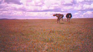 Ostriches on camera trap