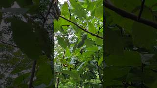 Download Lagu Pawpaw, de vrucht MP3