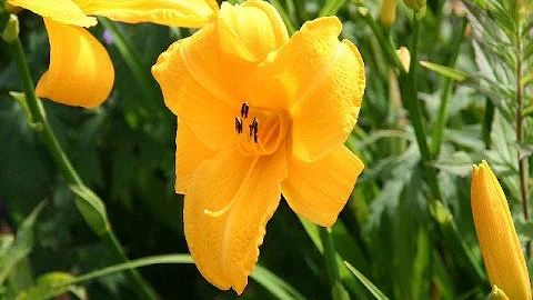 2008 Picture Video of Vh  - www.clg4.com